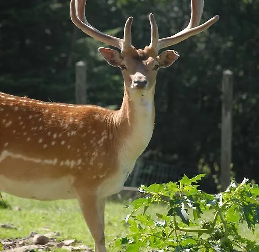 호텔 De La Grande Cascade